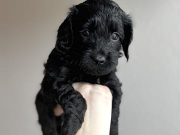 Royalcockerpoo