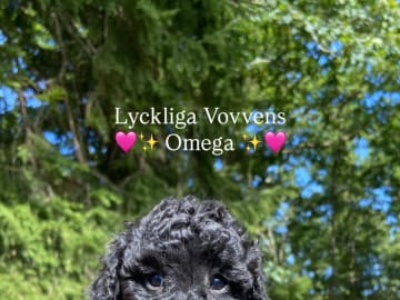 Lyckliga Vovven