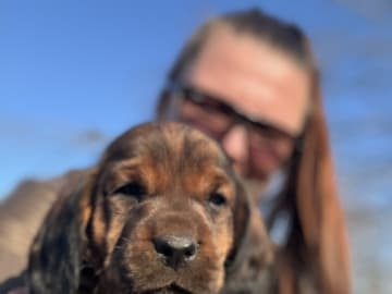 Karlsberg Bracke Kennel