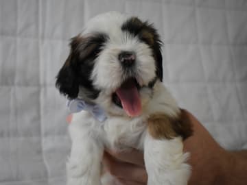 The merry shih-tzu family