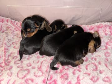 Sweet little Pollys