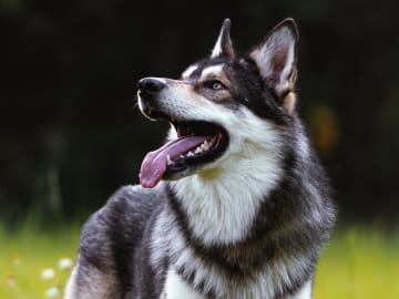 Father: Working Wolfdogs Northern Bear "Fenrir"