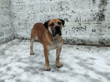 Boergarden boerboels