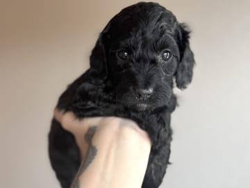 Royalcockerpoo