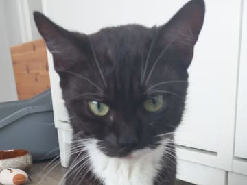 Mother: Nala