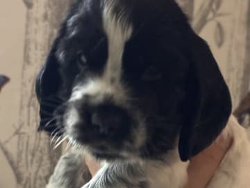 PASSION SPANIELS GOLDEN GRANIT