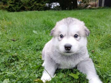 Hannhund 1