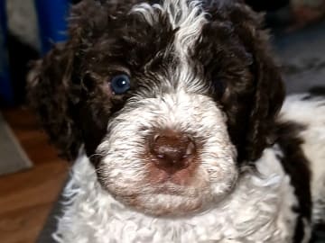 Kennel Bellamigo