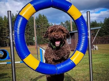 Kennel Bellamigo