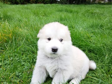 Hannhund 2