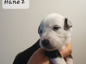 Canis