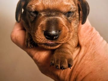 Your Choice Kennel