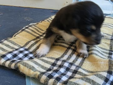 Hannhund 1