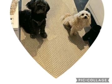 Snöflingans maltipoo