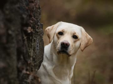 Mother: SE VCH NW 1 FABULOUS.LAB. GONE BABY GONE