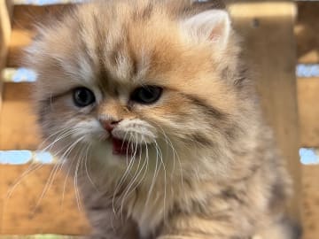 SE*Lilla Kattmakeriet