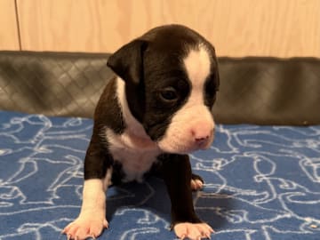 Patrick Nielsen Amstaff