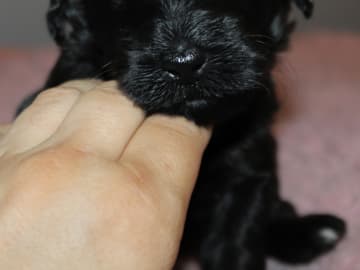 Dalkullas labradoodle