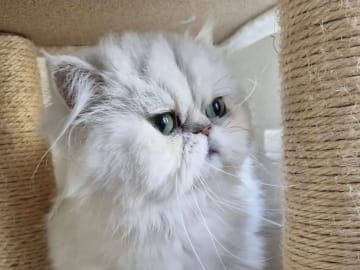 Mother: Stella