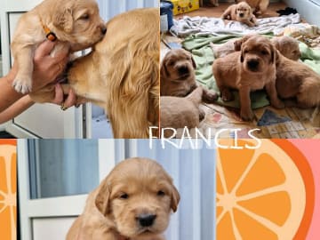 Francis