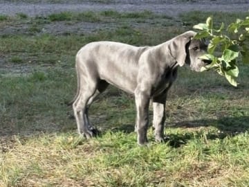 Pond'z G. Dane