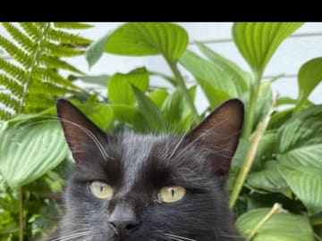 Mor: Luna