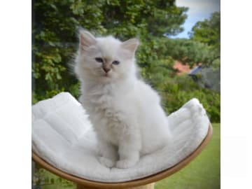 Ludvig