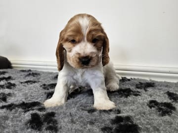 Norris Dream Cocker Vide