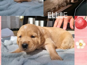 Ellie
