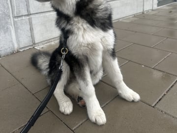 Father: Milo
