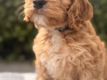 Cockerpoo valpar