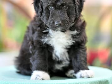 Floofy
