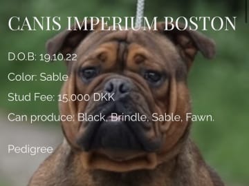 Father: Canis imperium Boston.