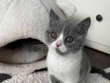 SE*Royal Whiskers Alwin