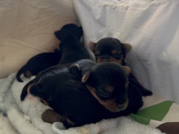 Sweet little Pollys