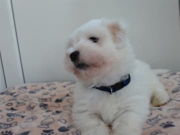 Chacotte´s