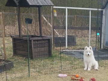 Polarbjörnen's kennel