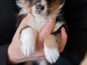 Bentersheltie