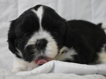 The merry shih-tzu family