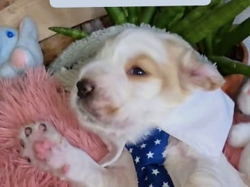 Alpha