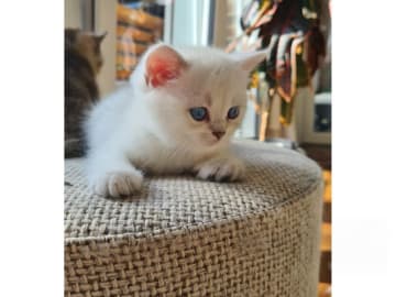Casper