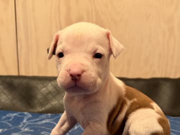 Patrick Nielsen Amstaff