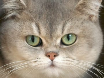 CHa