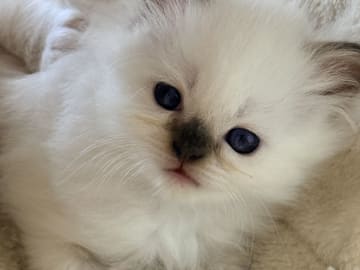 kattunge: Xenia