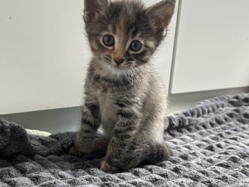 Kattunge: Hona 2