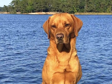 Hjärtlyckans