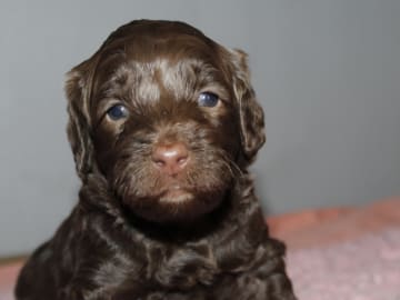 Dalkullas labradoodle
