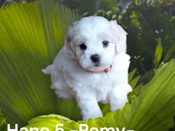 Remy