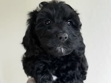 Royalcockerpoo