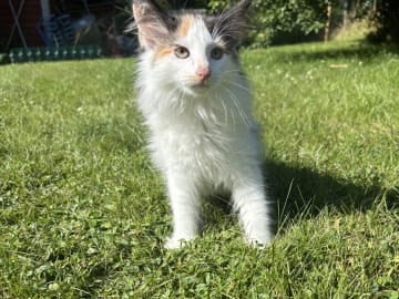 Dixi